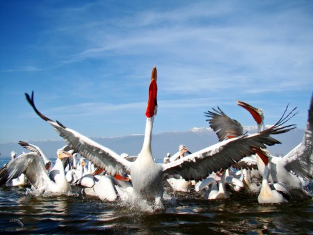 ΑΡΓΥΡΟΠΕΛΕΚΑΝΟΙ, ΛΙΜΝΗ ΚΕΡΚΙΝΗ ΣΕΡΡΕΣ